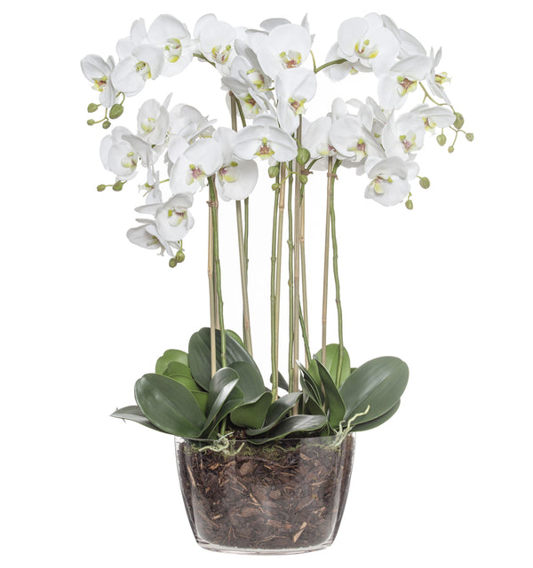 Bfly Orchid Pot 70cm