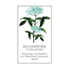 Sea Samphire Hand Cream 75ml